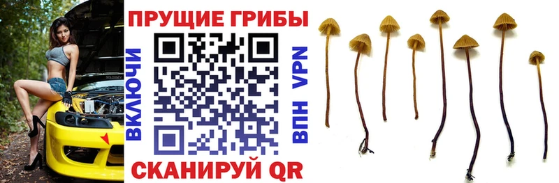 где можно купить наркотик  Усть-Джегута  Псилоцибиновые грибы Cubensis 